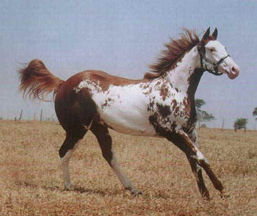 appalosa.jpg