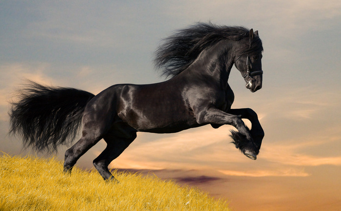 705horse.jpg
