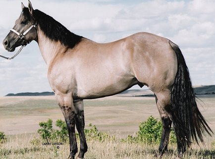 horse.jpg