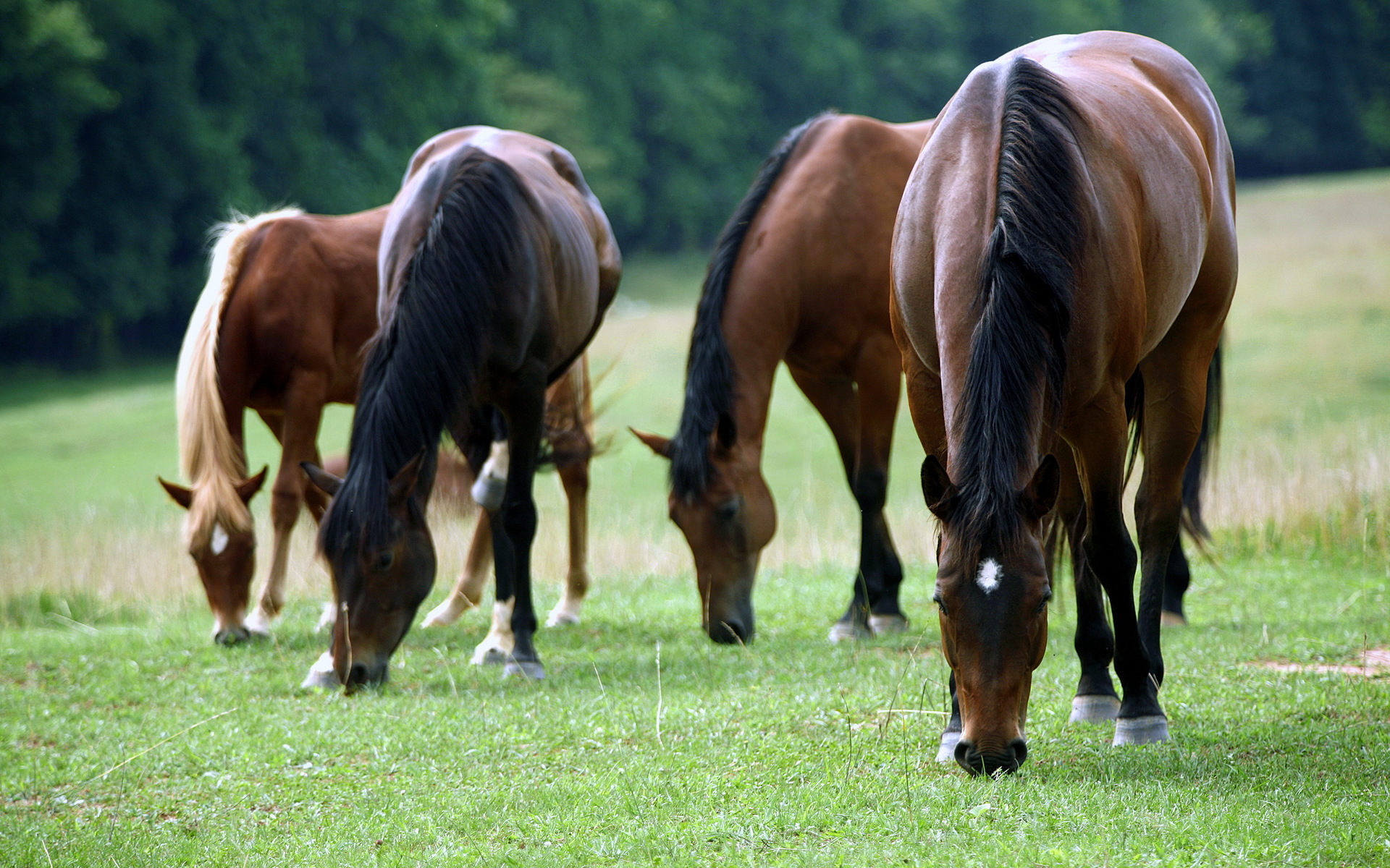 Horses