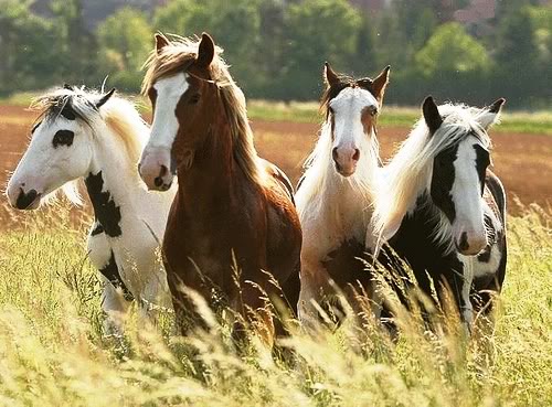 horsees