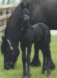 horseees friesian.ň