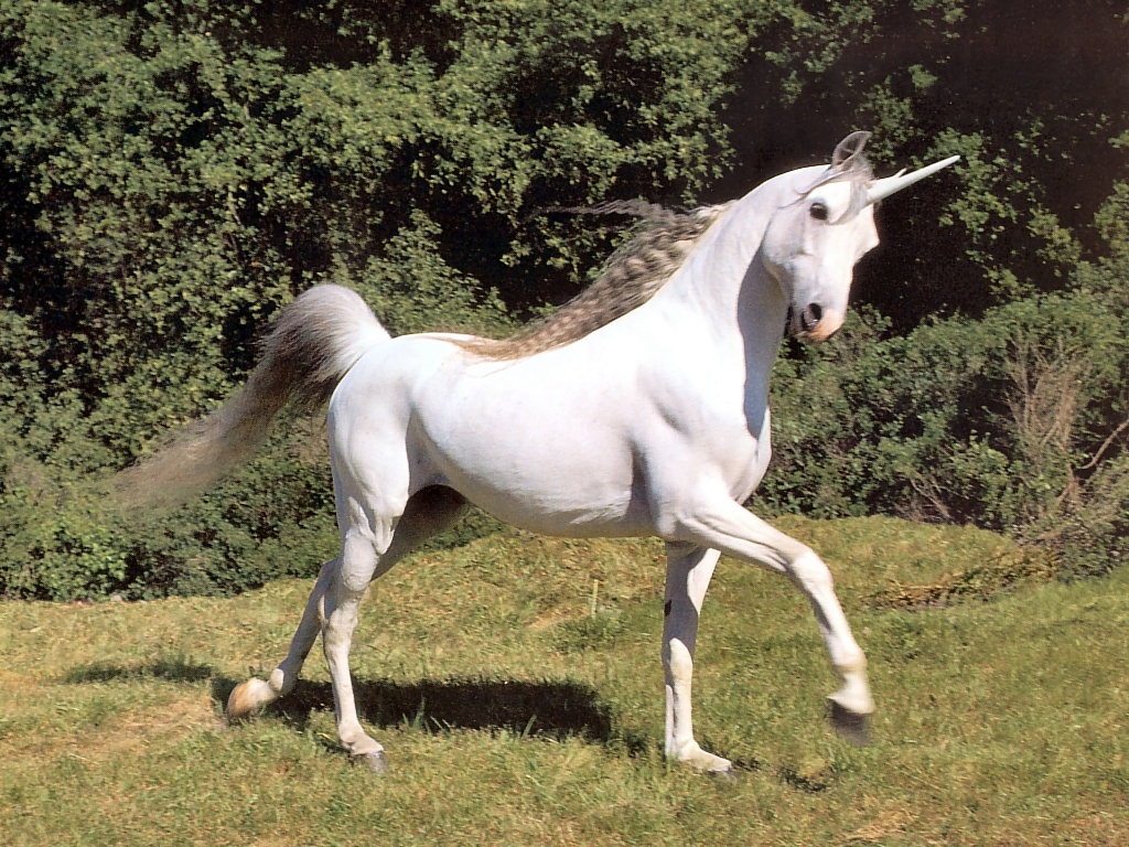 unicorn 3.jpg
