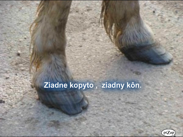 kopýtka