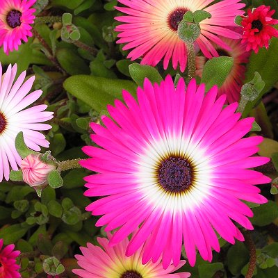 Gerbera 