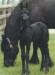 horseees friesian.ň