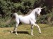 unicorn 3.jpg